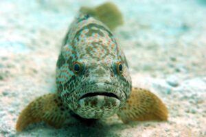 Hamour Fish: The Treasure of Arabian Seas
