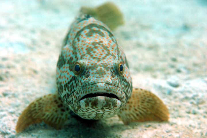 Hamour Fish: The Treasure of Arabian Seas